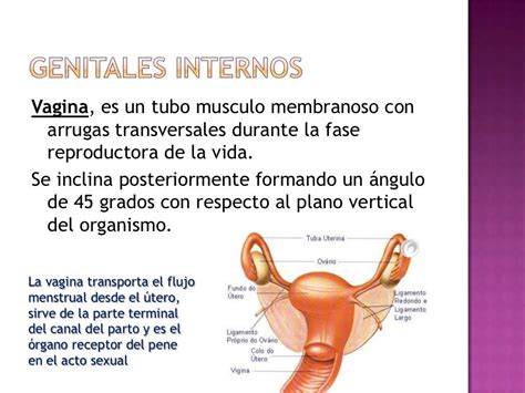 La vagina: anatomía y función de este órgano vital en la ...